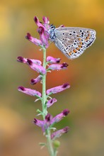 Mein letzter Schmetterling