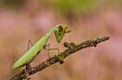 Mantis religiosa