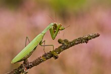 Mantis religiosa