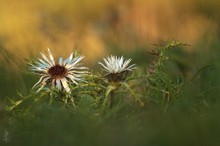 Silberdistel