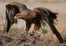 Savannenadler (Aquila rapax)