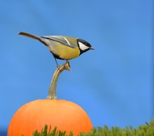 Bonbonfarben