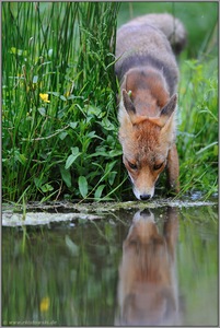 Spieglein, Spieglein... Rotfuchs *Vulpes vulpes*