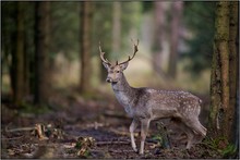 Ein Hirsch mit Zukunft