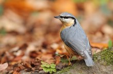 Kleiber im herbstlichen Buchenwald