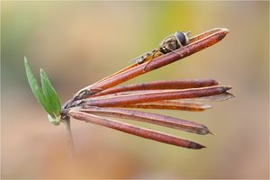 Winterschwebfliege