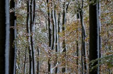 Herbst- Winterwald