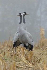 Rückendeckung