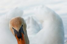 Weiss wie Schnee, Rot wie Blut, Schwarz wie Ebenholz ...