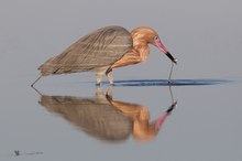 Rötelreiher (Egretta rufescens) Reddish Egret