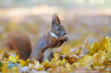 Eichhörnchen im Herbstlaub