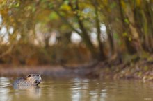 Nutria-Bokeh