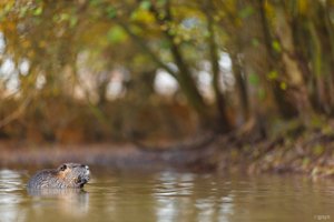 Nutria-Bokeh