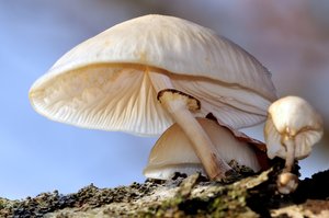 Buchenschleimrübling