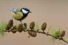 Kohlmeise (Parus major)