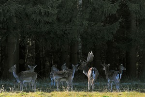 Die Brunft des Damwildes ist vorbei.