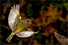 Grünfink im Landeanflug