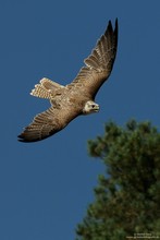 Sakkerfalke im Sturzflug.....