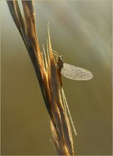 *Ephemeroptera*