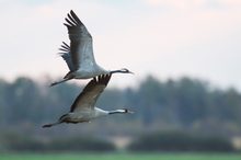 fliegende Kraniche im Morgengrauen
