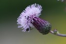 Acker-Kratzdistel