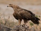 Raubadler (Aquila rapax)