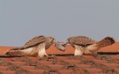 " Aus die Maus "
