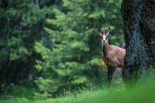 Junge Gämse in den Alpen