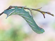 Raupe des Abendpfauenauges