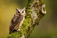 Hindu-Halsbandeule (Otus bakkamoena)