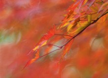 Ein Maler namens Herbst