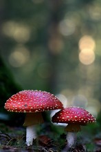 Amanita muscaria