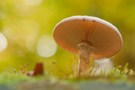 Ein Pilz