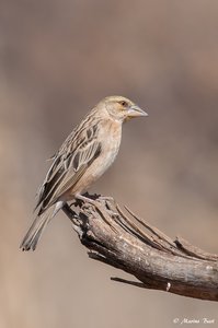 Gelbbauchgirlitz (Serinus flaviventris)