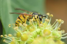 Wespe auf Efeublüte