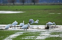 Da meine Lewitzrehe " Voran - in den Bräter!"...