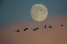 Cranes from the Moon