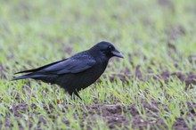 "Regenwurm, ick hör dir trapsen"