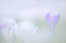 auf einer Bergwiese im Frühling