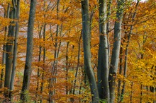 Herbstwald 2