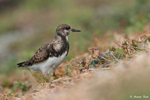 Steinwälzer (Arenaria interpres)