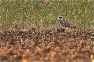 „… bei Sonnenuntergang“