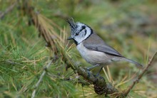 Haubenmeise ~Parus cristatus~