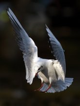 Lachmöwe (Larus ridibundus) im Landeanflug