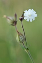 Weibliche weiße Lichtnelke