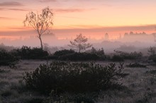 Chiemsee-Moor