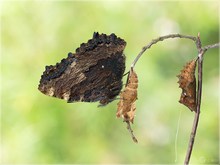 Großer Fuchs - Nymphalis polychloros