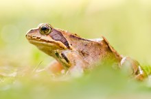 Grass and Frog