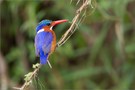 Haubenzwergfischer (Malachite kingfisher)