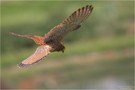 Turmfalke